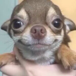 Meet your Posher, Johnny